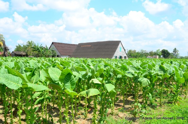 Tobacco field