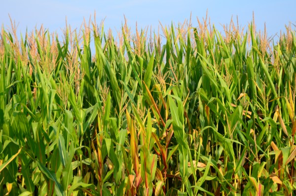 The corn is as high as an elephants eye