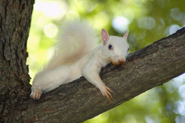 White squirrel in Olney -  photographer unknown