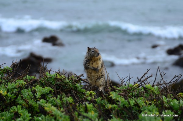 California Ground Squirrel