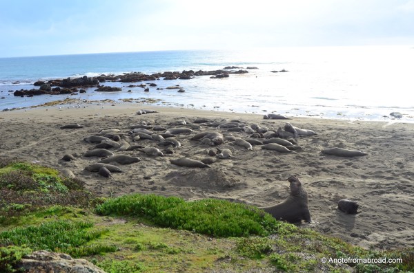 Elephant Seal Boardwalk