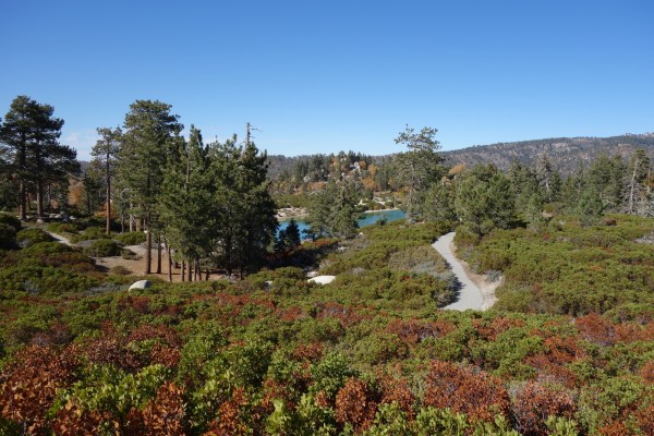 Children's Forest Walking Trail