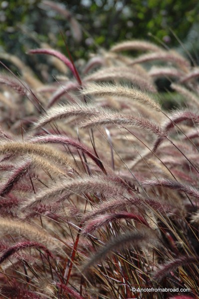Waving in the breeze