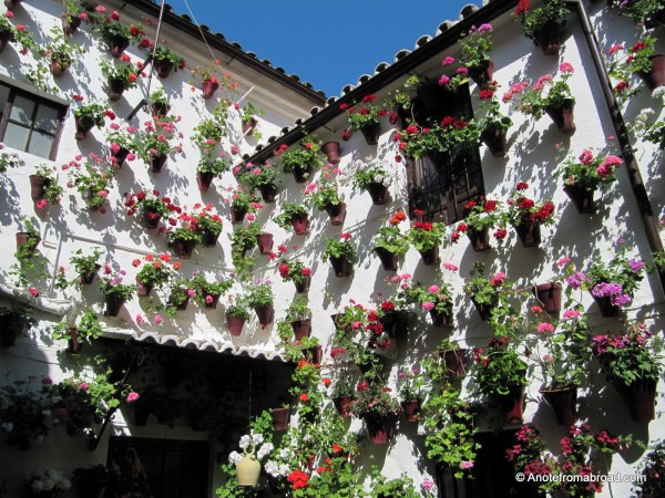 Geraniums hanging on the walls during annual flower festival