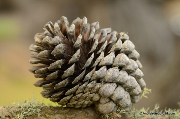 Pine Cone