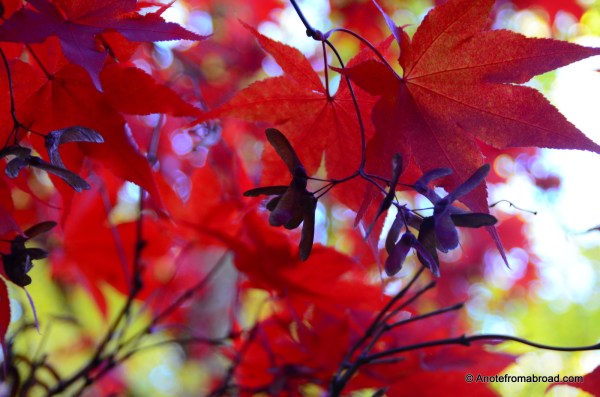 Red Leaves