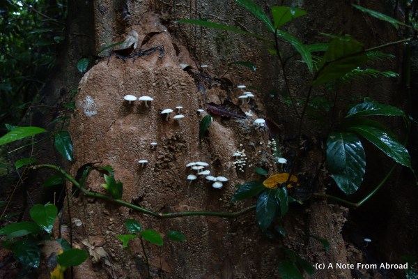 Walking through the rain forest