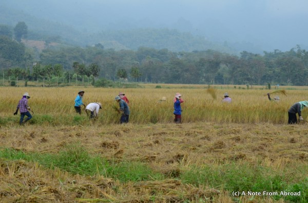 Rice harvesting