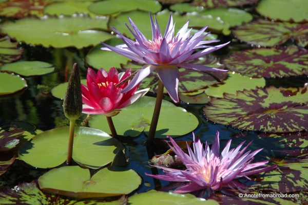 Water lillies
