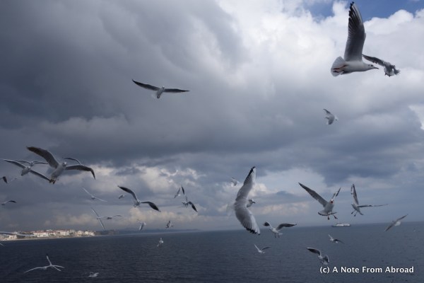 Seagulls followed the ferry