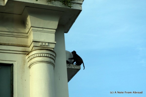 Monkey on the side of a building