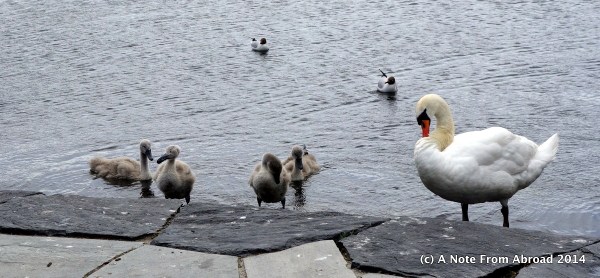 Swan and four babies