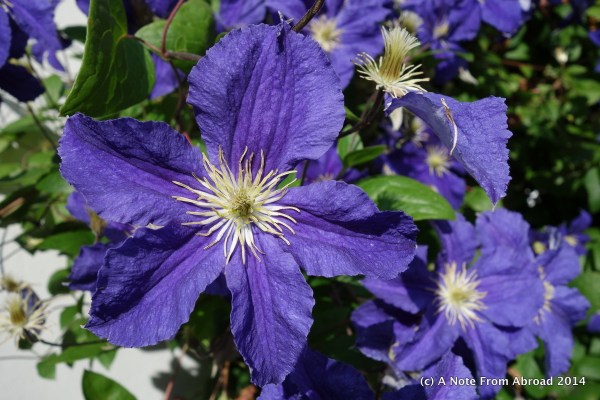 Purple flowers (did I mention that I love purple?)