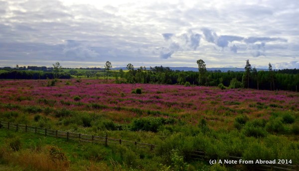 On our drive south toward Rock of Cashel, fields of wild flowers