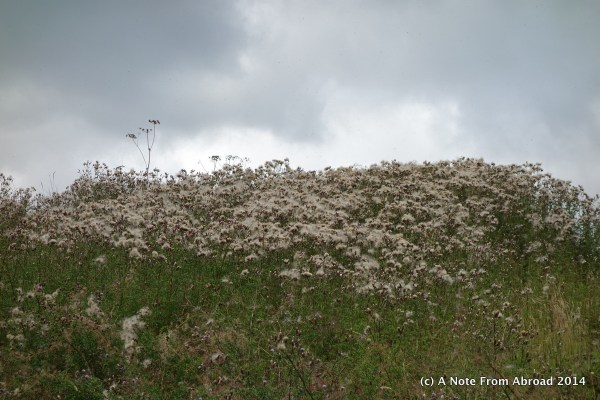 Blooms against a gray sky