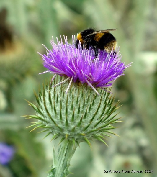 The thistle is the symbol of Scottland