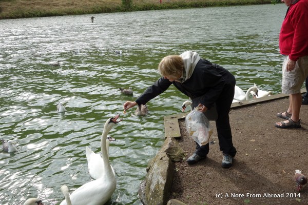 The swan ate out of my hand