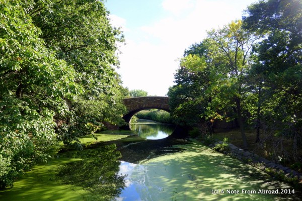 Green pond with blue reflection