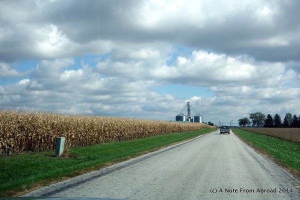Corn ready to be harvested