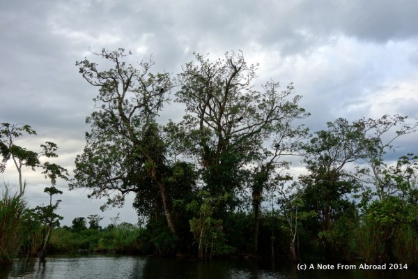 Three howler monkeys in this tree - Can you spot them?