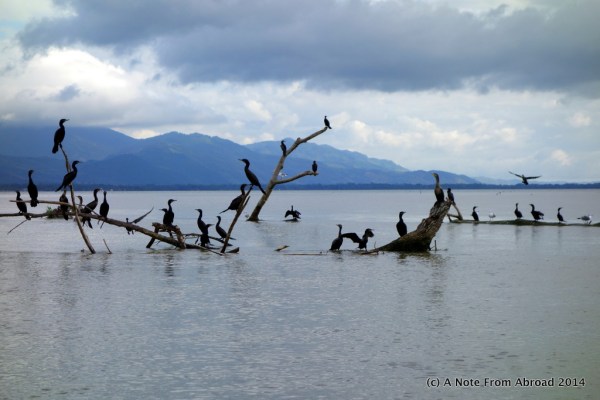 These tree branches made excellent bird perches. Mainly Cormorant shown here.
