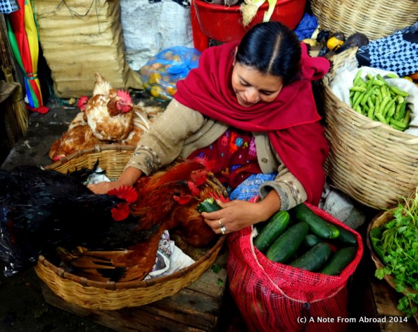 Lovingly feeding her chickens a cucumber