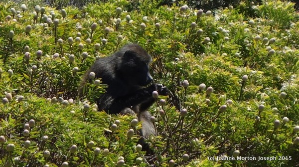 Large baboon eating soft pods off of the plants