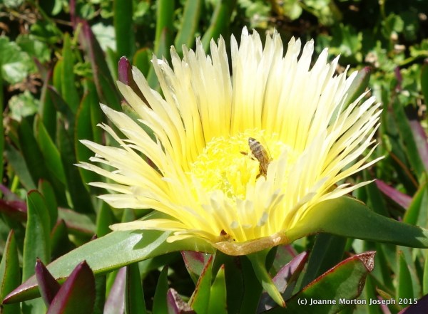Ice plant (we have this in Southern California, one of the few I was familiar with)