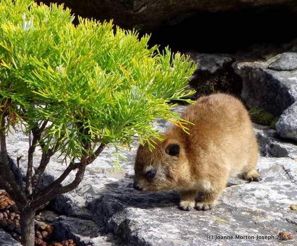 Young Rock Hyrax (closest living relative to the elephant!)