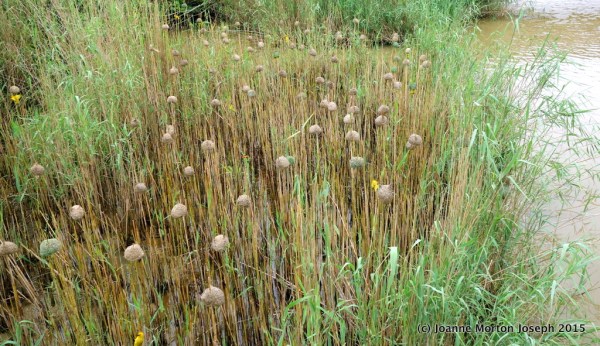 An entire colony of Weaver bird nests