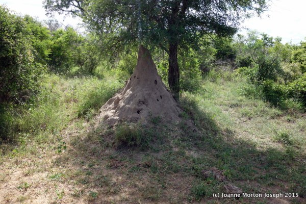 Termite mound - It is like an iceberg, with 2/3 of it below ground