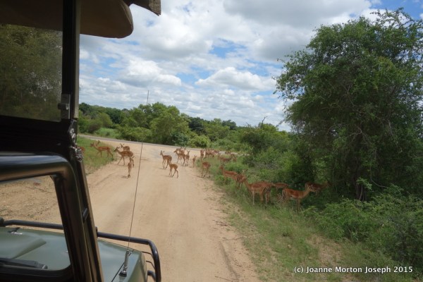An entire herd of Impala