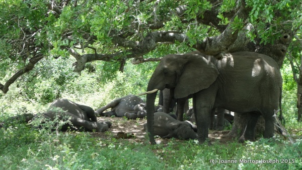 Elephants when they are young can lie down to sleep, but adults must stand up