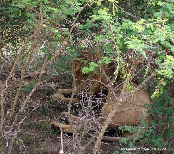 Hidden in the brush right beside the road. Very hard to see this large male lion.