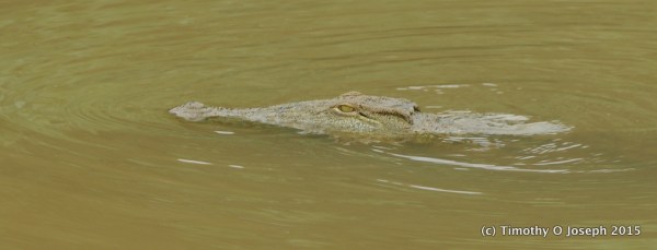 Nile crocodile