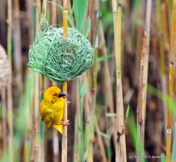 Weaver bird and brand new nest