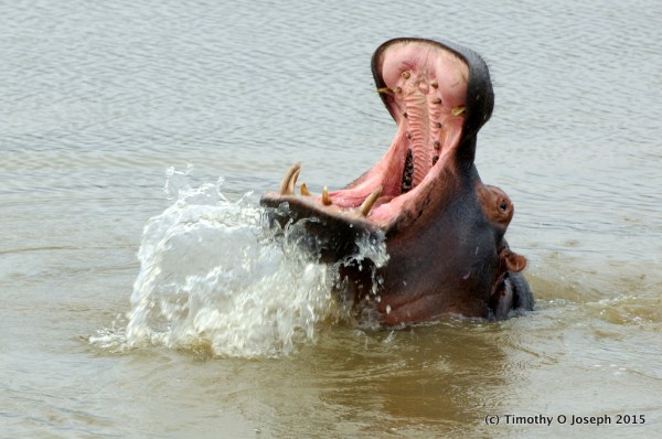 Warning - look at the size of those teeth