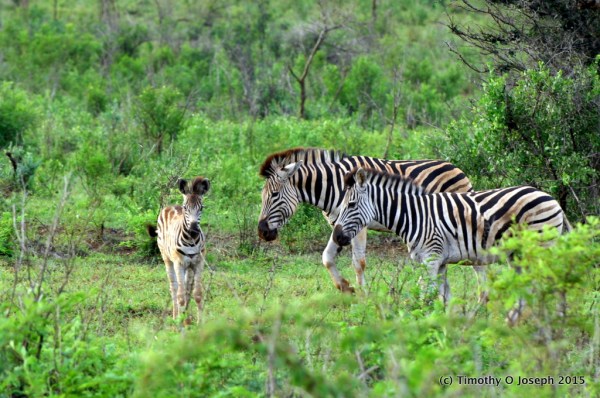 baby zebra with adults