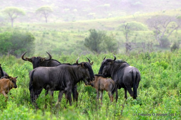 Wildebeest