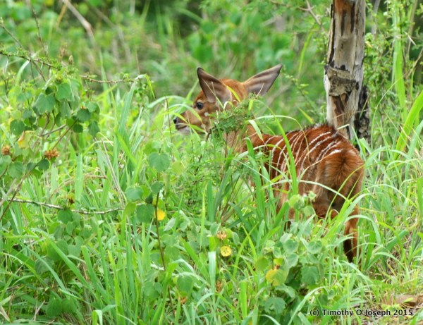New born Nyala (probably only a couple of hours old)