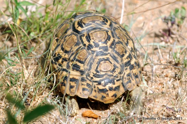 African Hinge-back Tortoise