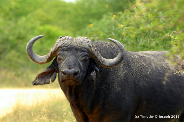 The "helmet" is solid on the male cape buffalo