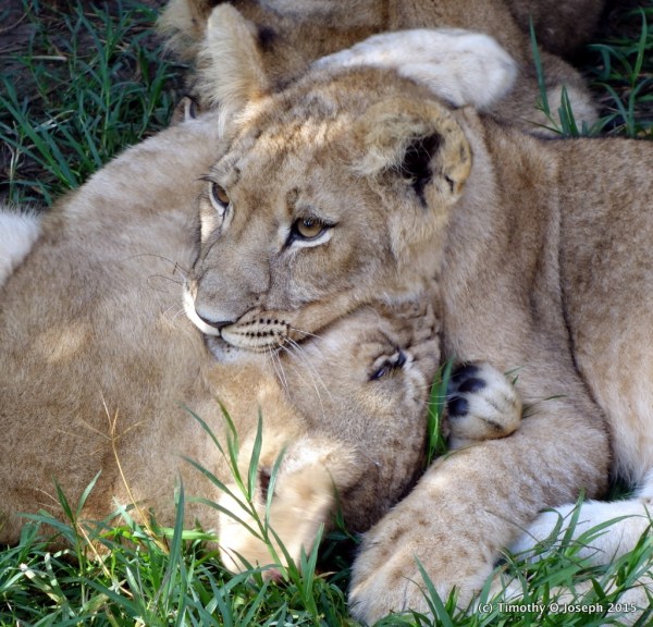 Playing with the lion cubs
