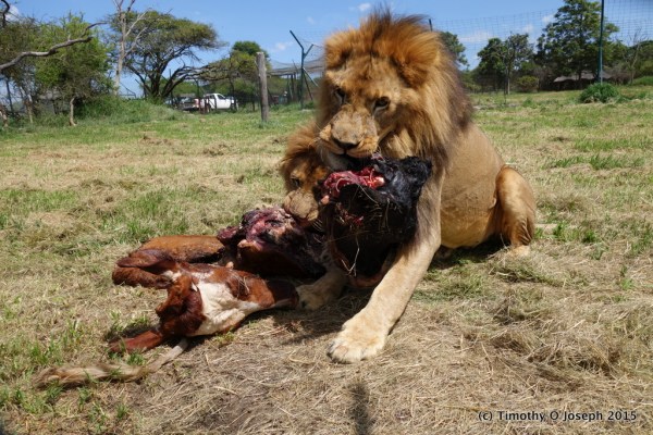 Dominate male with the bulk of the remaining spoils.