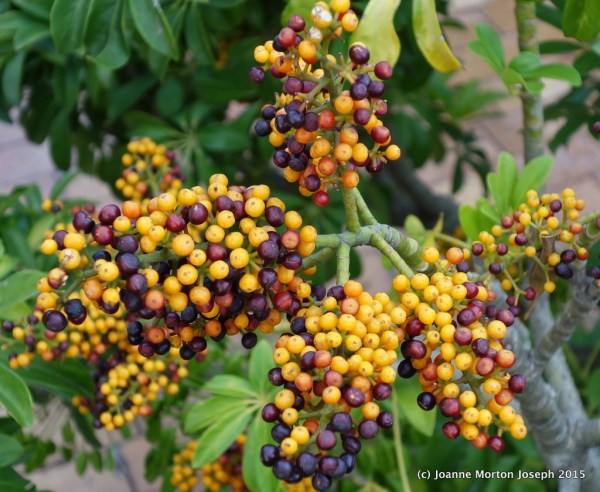 Colorful seeds/berries