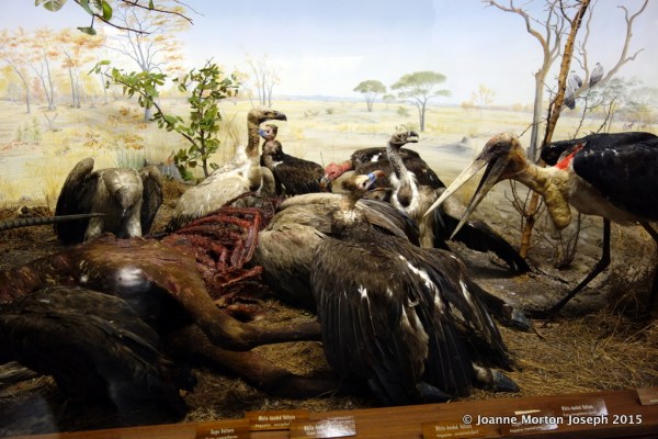 One of the displays at the National Museum - Birds of Prey