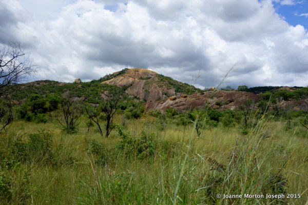 High grass made spotting rhino more of a challenge