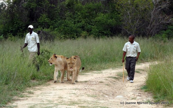 Our two lions being brought to join us for a walk. Two lions per 5-6 people, plus two handlers and our guide.