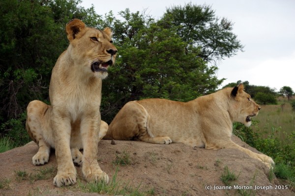 Perched on a rock, just waiting for us to join them..
