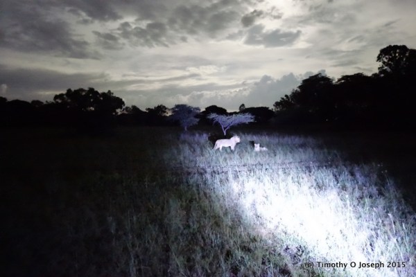Lions in the spotlight